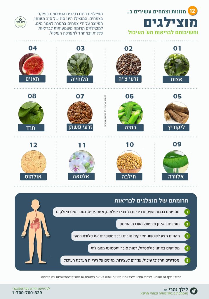 מהם מוצילגים וחשיבותם למערכת העיכול